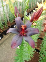 [5128 Black Charm VZ No01.JPG]